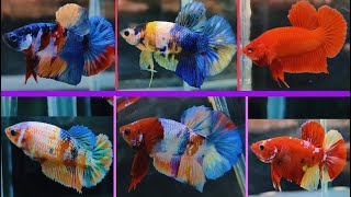 THAILAND IMPORTED BETTA FISH CATALOGUE [upl. by Suivatnom371]