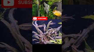 angel fish planted aquarium ClassicVellore [upl. by Ziul]