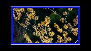 Hamamelis Wirkung Anwendung und Anbau der „Zaubernuss“ [upl. by Dniren726]