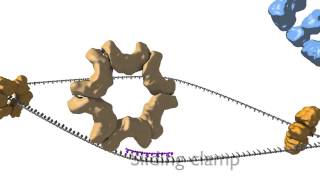 DNA Replication [upl. by Diella681]