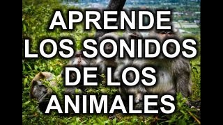 LOS SONIDOS DE LOS ANIMALES DISCRIMINACIÓN Y LECTURA DE COMO SE ESCRIBE EDUCACIÓN INFANTIL [upl. by Ahsuatan]