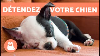 MUSIQUE pour CHIEN ANXIEUX 🐶🎶 Détendez votre CHIEN ANXIEUX  ✅ [upl. by Oiramel334]