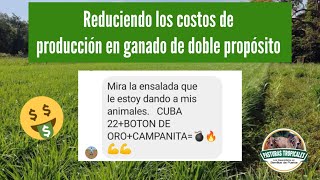 Reduciendo los costos de producción en ganado de doble propósito ganaderiacolombiana [upl. by Forlini997]