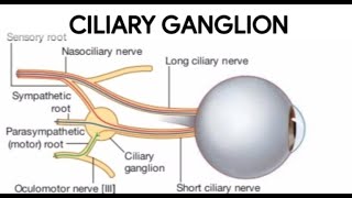 CILIARY GANGLION ANATOMY ciliary ganglion roots branches  keep learning [upl. by Marcella]