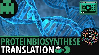 Proteinbiosynthese  Translation│Biologie Lernvideo Learning Level Up [upl. by Arihaz]