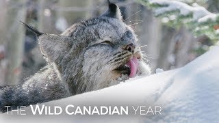 A Wild Canadian Lynx And A Cameraman Develop An Amazing Relationship  Wild Canadian Year [upl. by Atinel]