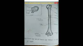 Humerus digram muscle attachment anteriorposterior  medical student mbbsbptviral tranding👍👍👍 [upl. by Oberstone518]