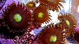 Zoanthids Fairy Muncher  Zoanthus colony part 14 [upl. by Matheny]