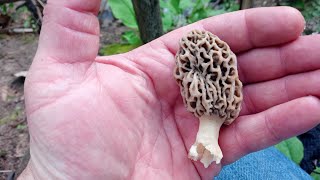 Indiana Morel Mushrooms 2022 [upl. by Idnak]