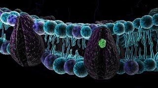 Biologia 08  Membrana plasmatica parte 1 [upl. by Enaasiali938]