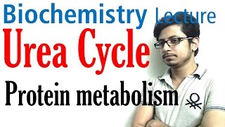 Urea cycle [upl. by Flower260]