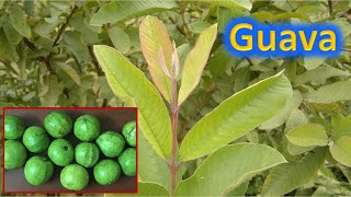 Guava plant Psidium guajava nutrition facts health tips and Much more [upl. by Forrester771]