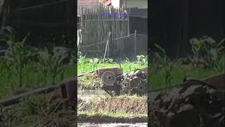 Traktor Sawah 304 Hand Tractor traktorsawah tractor [upl. by Aihsoem]