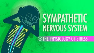 Sympathetic Nervous System Crash Course Anatomy amp Physiology 14 [upl. by Eisse]