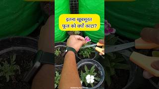 50 लोगों को नहीं पता होगा dianthus plant kaise lagaye  dianthus flower growing tips [upl. by Virgilia]