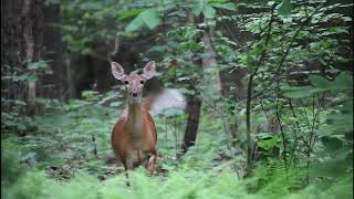 Deer Stomp and Snort [upl. by Zile]