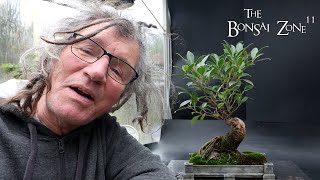 Pruning and Repotting My Tiger Bark Ficus The Bonsai Zone Nov 2024 [upl. by Cavil]