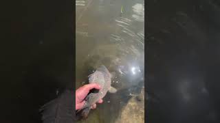 Короп поплив в рідну стихію fishing floatfishing carp catchandrelease nature [upl. by Viviyan413]