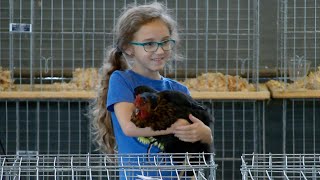 Williamson County 4H Chick Chain Show amp Sale 2023 [upl. by Giguere]