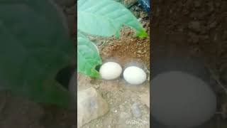 Unhatched Eggs Best Soil Fertilizer shorts [upl. by Nyraa]