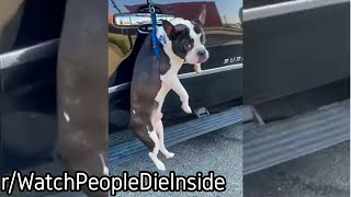 rWatchPeopleDieInside  The Dog tried to Escape the Car [upl. by Adnylam884]