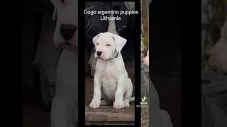 Cassus Zlota Troja dogo argentino dogoargentinopuppies dogoargentinadogs [upl. by Berstine]