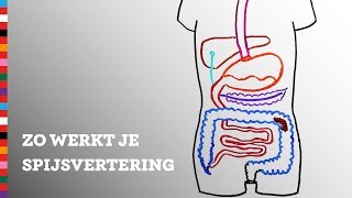 Hoe werkt je spijsvertering  Voedingscentrum [upl. by Ydualc]