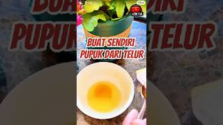 Buat Sendiri Pupuk Bunga dari Telur [upl. by Boj607]