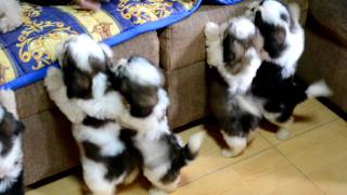 Shih Tzu Puppies after the 1st bath [upl. by Mulford337]