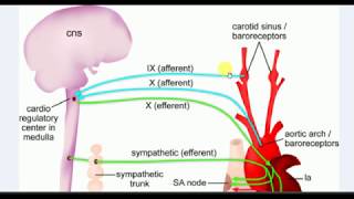 Physiology  1  BARORECEPTOR REFLEX [upl. by Ynatsyd185]