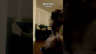 Nighttime Playtime Kitties play kitten catlover cute [upl. by Alber]