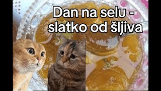 Smešne mačke na selu  pravi se slatko od šljiva 😄😁 Smeh do suza  Mimovi [upl. by Adamsen422]