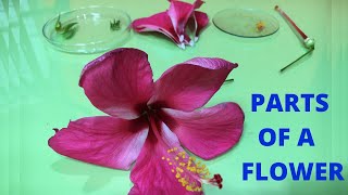 Parts of a Flower and their Functions  Dissection of a Hibiscus  Gumamela China Rose ดอกชบา [upl. by Nedla869]