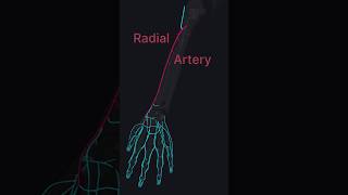 Radial Artery mbbs arterial medshorts [upl. by Ynnaffit792]