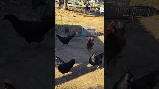 Whats that Big Red chicken rooster homestead amazing youtube happy homesteadlife lovethis [upl. by Ahsenhoj248]