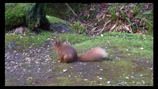 Red Squirrels at Shap Wells Spa Cumbria [upl. by Sudnac]