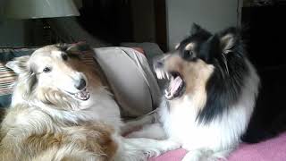 Collies barking [upl. by Lavina668]