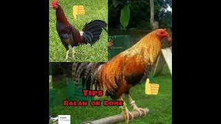 December 22024 Balaw or Dome tips Fighting Cock Guidelines [upl. by Rentschler]