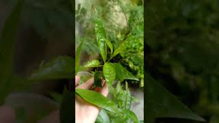 nature Ratrani plant cutting growth Night blooming jasmine growth [upl. by Pavel]