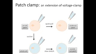 Voltage clamp and patch clamp electrophysiology methods for studying ion channels [upl. by Renrag47]