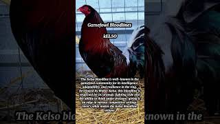 Gamefowl Bloodlines Kelso [upl. by Meenen]