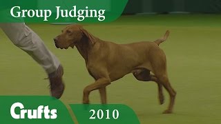 Hungarian Vizsla wins Gundog Group Judging Again at Crufts 2010  Crufts Dog Show [upl. by Ketti]