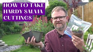 How to Take Salvia Cuttings  Taking Perennial Salvia nemorosa Caradonna Cuttings  Gardening Tips [upl. by Chien979]