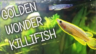 Golden Wonder Killifish  Basic Care [upl. by Margreta]