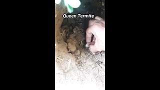 HOW BIG IS QUEEN TERMITE [upl. by Paulo]