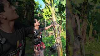 আজ দেখাব কলা গাছের গুরুত্বপর্ণ tips। How to take care banana tree banana bananatree agriculture [upl. by Newfeld]