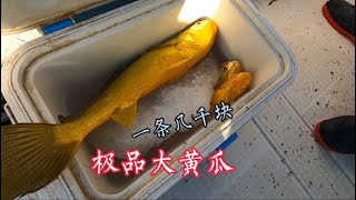 東海黃魚大爆發，一斤以上的大黃魚連上好幾條，又是日入萬元的一天【島民阿杰】 [upl. by Brag432]