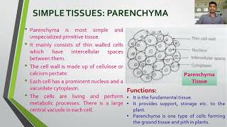 Lecture 24 FY BSC BOTANY II Chapter 4 Types of Tissues Permanent [upl. by Phillip]