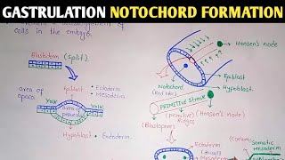 Gastrulation  Notochord And Mesoderm Formation  UrduHindi [upl. by Oilenroc]