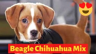 All about the Adorable Beagle Chihuahua Mix Cheagle  Should you get a Cheagle [upl. by Nahtnanhoj]